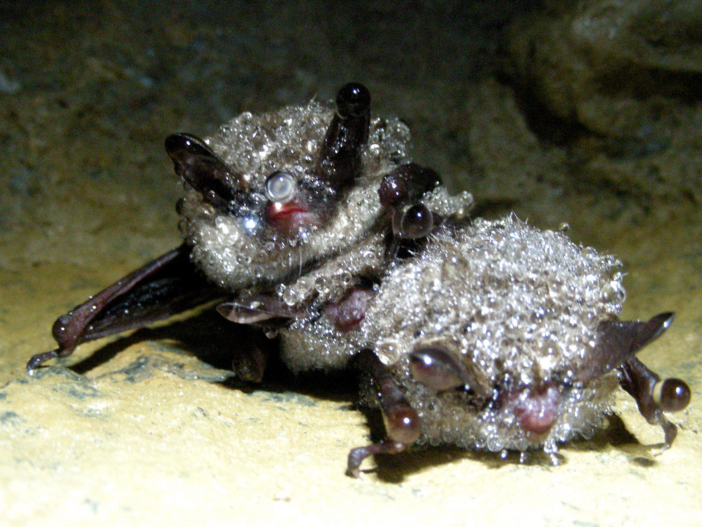 Exploring the Connection between Arousal Patterns in Hibernating Bats